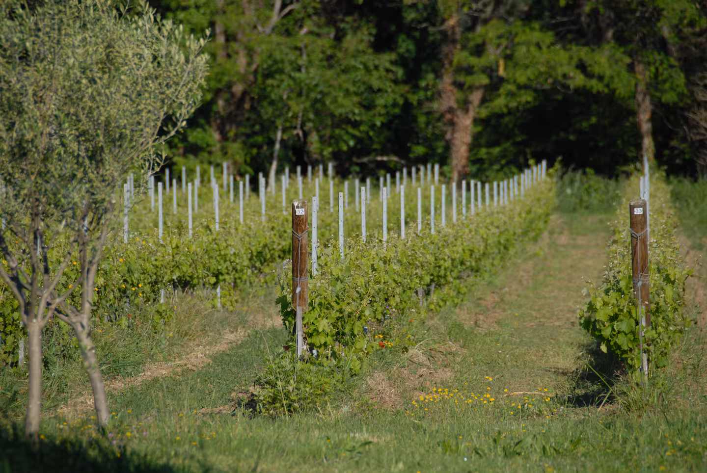 Route des Vins